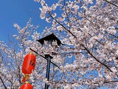 -古柏渡丰乐樱花园