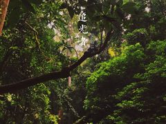 -西双版纳原始森林公园