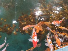 -上海大自然野生昆虫馆(东方明珠·爬宠昆虫探索中心)