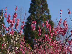 -梅花山(明孝陵内)
