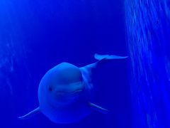 -多彩贵州城极地海洋世界