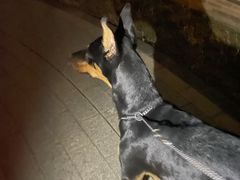 -宠物寄养训练学校