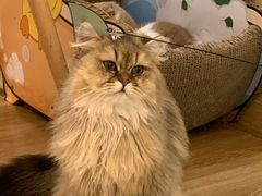 -滚猫咖啡·猫咖·猫友好撸猫(未来城店)