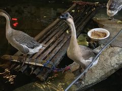 -优之名鹅城