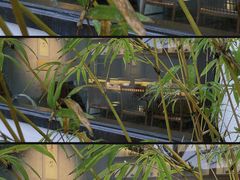 -青竺·青竹茶舍(断桥店)