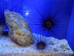-上海海洋水族馆