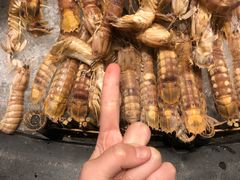 -安蒂娅·海鲜自助餐厅(安蒂娅美兰酒店)