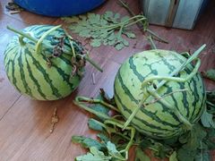 -南汇新场正宗水蜜桃采摘