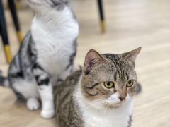 -安格丽娜·狗咖·猫咖羊驼咖(春熙路百盛商场店)