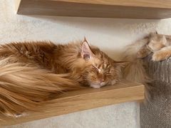 -猫腻·猫咖·撸猫馆(星光大道店)