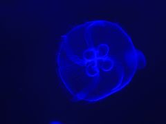 -暹罗海洋世界