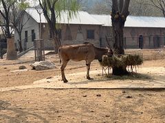 -石家庄市动物园