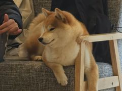 -南京Hallo宠物乐园·哈罗犬舍·柴犬繁育基地