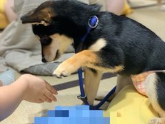 -逗柴咖啡屋·狗咖猫咖宠物桌游