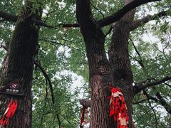 -乌镇西栅景区-月老庙
