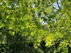 -杭州植物园