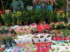 -青石桥花鸟鱼虫市场(叠翠城店)