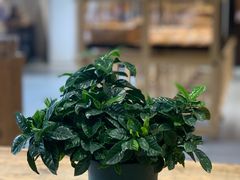 -原麦山丘(世纪金源店)