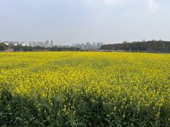 -金银湖国家城市湿地公园