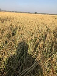 -小鸡哆哆故事屋·儿童乐园(嘉里城店)