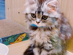 -屋虎猫馆(宝安大仟里店)