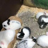 小动物们我们来啦