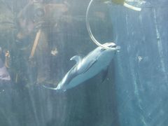 -大阪海游馆