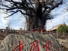 -大槐树寻根祭祖园