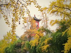 -四川大学(华西校区)