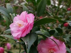 -金花茶公园