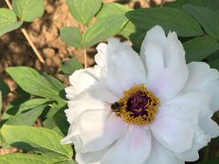 -大连铭湖国际观光牧场