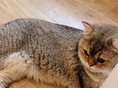 -有喵·猫咖·狗咖·30几只猫10只小狗(岗厦店)