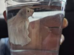 -哈尔滨道外花鸟鱼市场