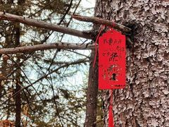 -茅兰沟国家森林公园