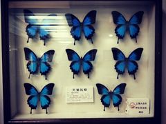 景点-上海大自然野生昆虫馆