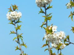 -樱桃山旅游景区