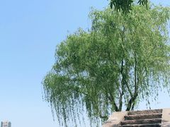-青枫公园