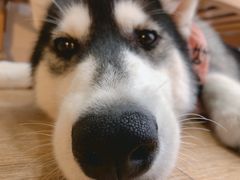 -Husky Go! 哈士奇体验馆·宠物咖啡厅狗咖