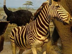 -陕西自然博物馆