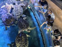-烟台海昌鲸鲨海洋公园