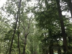 -合肥滨湖国家森林公园