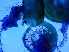 -太平洋海底世界