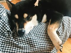 -柴犬高等学院·狗咖·柴犬售卖·宠物训练