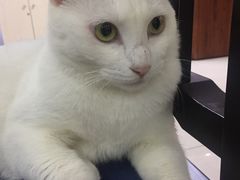 -鼓捣猫呢主题猫咖店