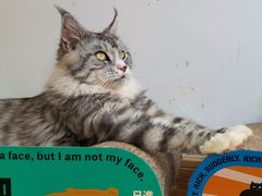 -猫在这儿猫咪咖啡馆·撸猫馆