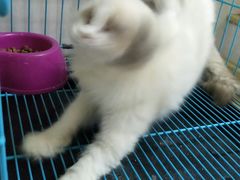 -瑞鹏宠物医院·骨科·猫科·内科(第一中心)