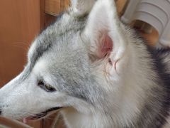 -柯斗斗主题餐厅·狗咖·围炉煮茶·茶饮(国瑞升平里店)