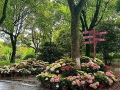 -上海鲜花港