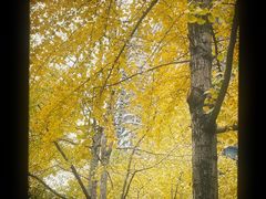 -重庆市江北嘴中央商务区中央公园