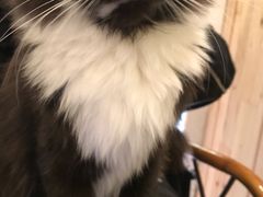 -猫色咖啡·猫咖